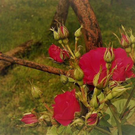 Bed and Breakfast Bastida De Beata Noailles  Екстер'єр фото